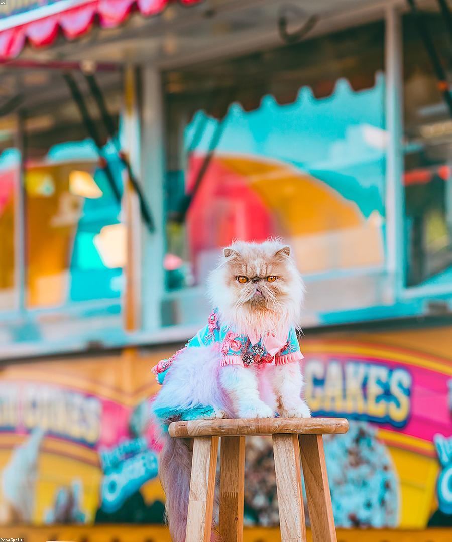 Leo, a Golden Tabby Persian