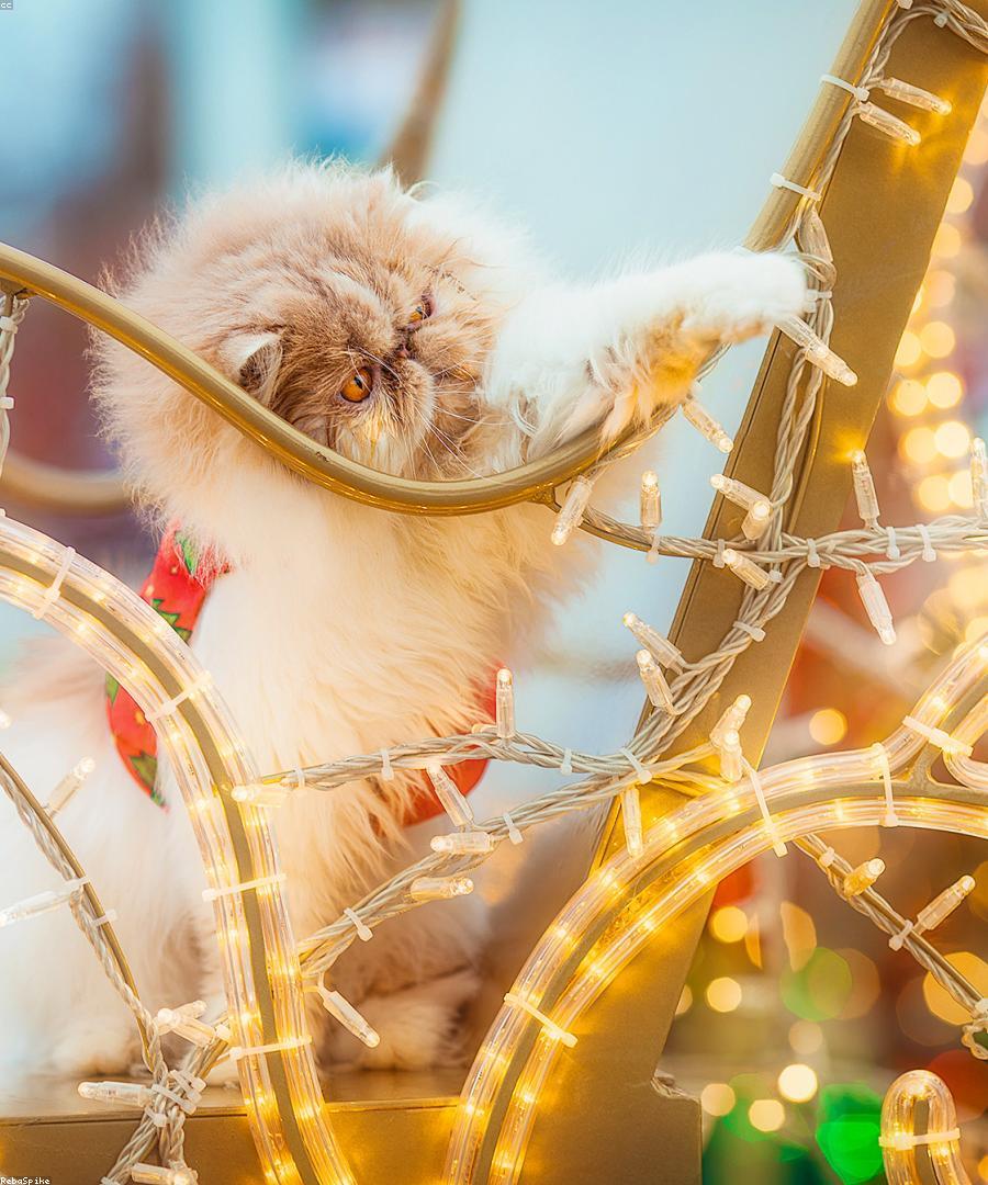 Pearl, a Cream Persian kitten
