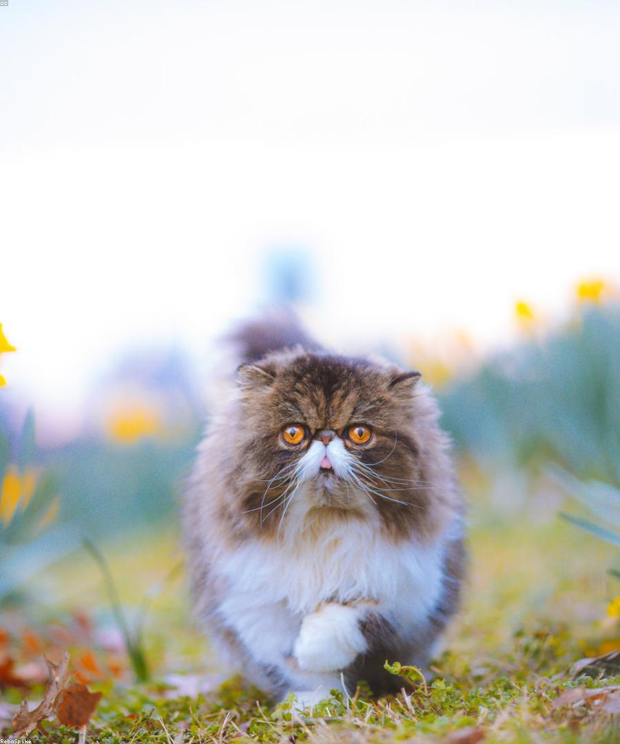 Toby, a Bicolor (Black & White) Persian kitten